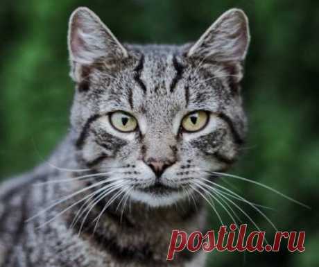 Бартонеллез у кошек - симптомы и лечение, в чем опасность лихорадки кошачьих царапин для человека | Лапа помощи | Дзен