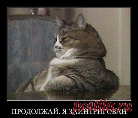 У собак есть хозяева, у кошек — прислуга.