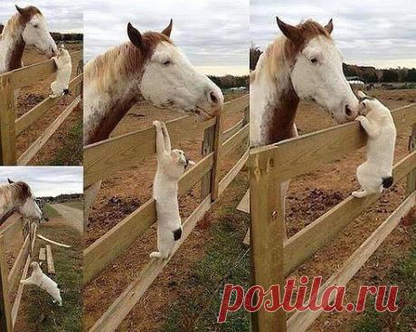 КОТ ВАСЬКА И ЗВЕЗДОЧКА ЗНАКОМЫ НЕ ОДИН ГОД. ОНИ НЕ ПЕРЕСТАЮТ УМИЛЯТЬ СВОИХ ХОЗЯЕВ! КАЖДОЕ УТРО НАЧИНАЕТСЯ ИМЕННО ТАК - С ПОЦЕЛУЯ!!!