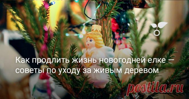 Как продлить жизнь новогодней елке — советы по уходу за живым деревом — Ботаничка Для многих аромат еловой или сосновой хвои – это запах детства, запах праздника, подарков и простого счастья. Живая ёлка остаётся символом настоящего Нового года, но, к сожалению, недолговечный. В сухих и жарких квартирах ель достаточно быстро высыхает и начинает терять хвою. В некоторых случаях это происходит всего за несколько дней. Мы вам подскажем, как нужно поступить, чтобы сохранить сру...