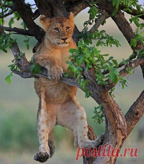 Смешная дикая природа