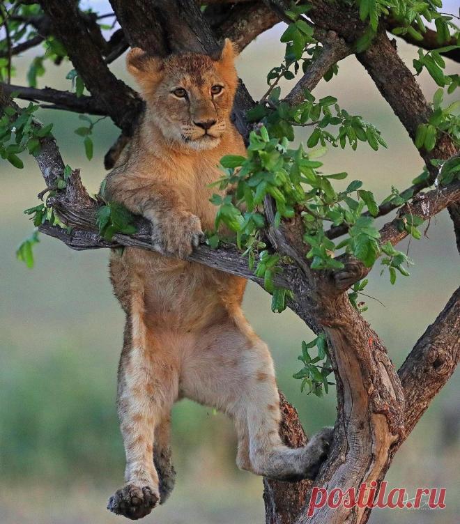 Смешная дикая природа