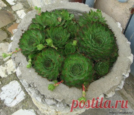 Интересное и необычное растение - каменная роза