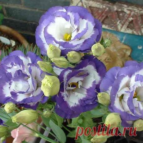 Цветы эустома