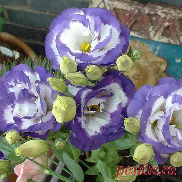 Цветы эустома