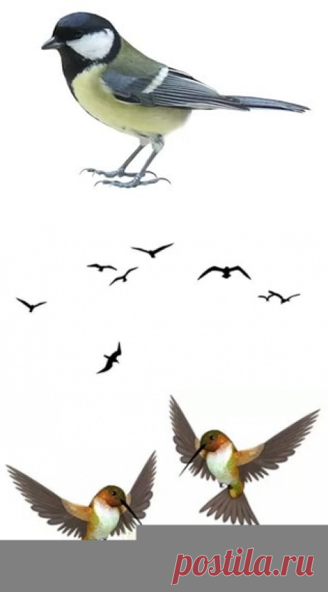птицы в png: 8 тыс изображений найдено в Яндекс.Картинках