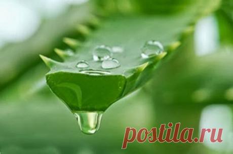 У Вас слабое зрение? Используйте этот рецепт | Golbis