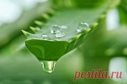 У Вас слабое зрение? Используйте этот рецепт | Golbis