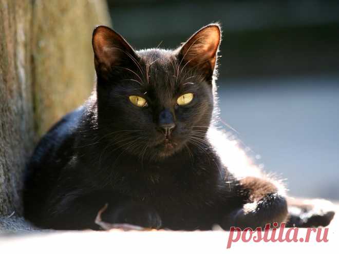 обои Кошки 13 - 100 фото. Фотографии Wallpaper Man.