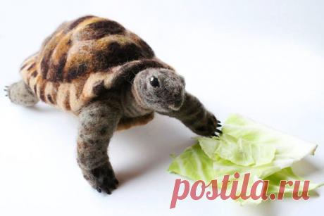 морской котик сухое валяние: 18 тыс изображений найдено в Яндекс.Картинках