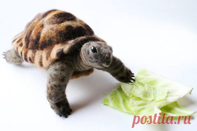 морской котик сухое валяние: 18 тыс изображений найдено в Яндекс.Картинках