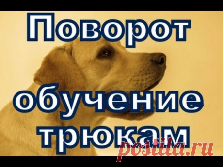 Поворот - обучение вашей собаки трюкам