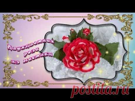 Двухцветные розы из мастики - YouTube