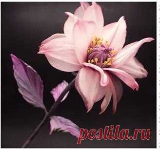 Светлана Латышева
