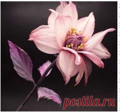 Светлана Латышева