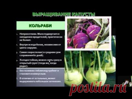 Капуста - YouTube