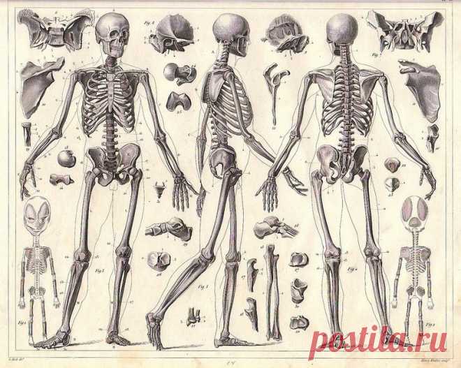 Костно-мышечная система