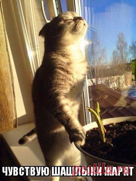 Самые прикольные картинки (54 фото)