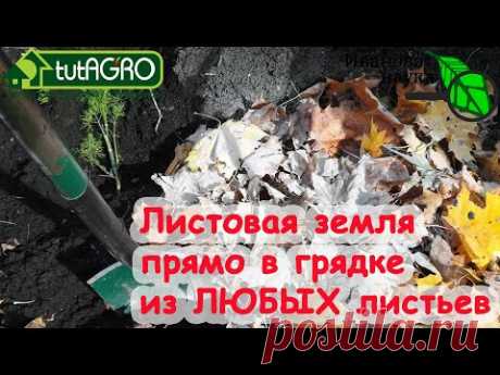 Вместо НАВОЗА! ДЕЛАЕМ ЛИСТОВУЮ ЗЕМЛЮ САМЫМ ПРОСТЫМ СПОСОБОМ! Даже больные листья ГОДЯТСЯ.
