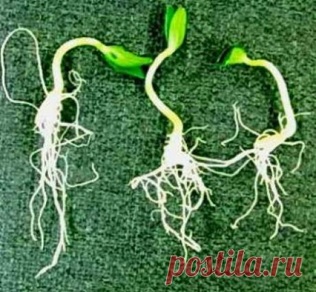 Выращивание огурцов в теплице: от посева семян до сбора урожая | Дача - впрок