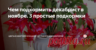 Чем подкормить декабрист в ноябре. 3 простые подкормки Шлюмбергер или более известный в народе как декабрист не прихотлив в уходе. Данное комнатное растение прекрасно цветёт зимой. Но чтобы этого добиться необходимо подкармливать цветок в октябре.  Есть различные подкормки, я расскажу только о тех, которые сама испробовала и получила отличный результат.
