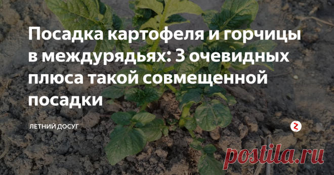 Посадка картофеля и горчицы в междурядьях: 3 очевидных плюса такой совмещенной посадки Совмещенные посадки – это когда, на одной грядке сажают сразу 2 или 3 культуры. Однако совмещенным способом посадки можно назвать и посадку с сидератами. Именно так любят делать некоторые дачники, когда в междурядьях картофеля высаживают сидераты, которые потом скашивают, что дает дополнительное питание основным растениям.