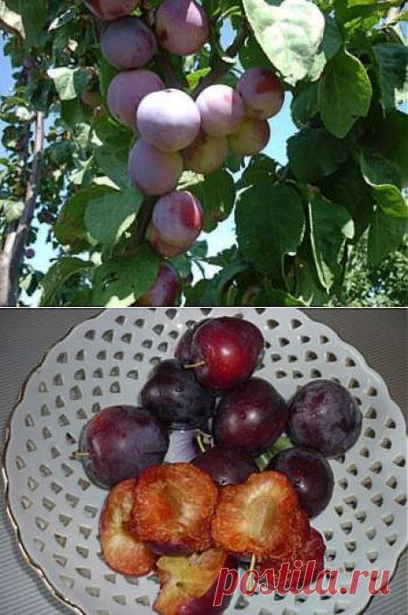 Домашние растения: Рецепты домашних заготовок из слив