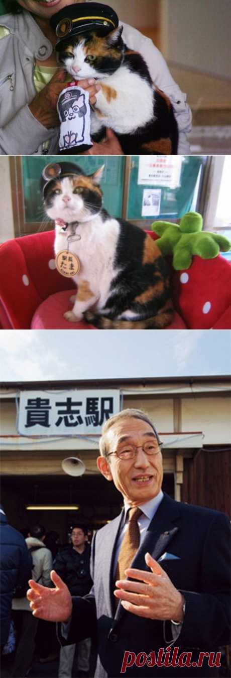 Кошка - смотритель железнодорожной станции / Питомцы