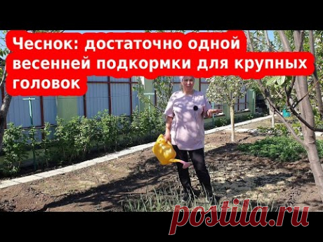Единственная подкормка чеснока весной для крупных головок