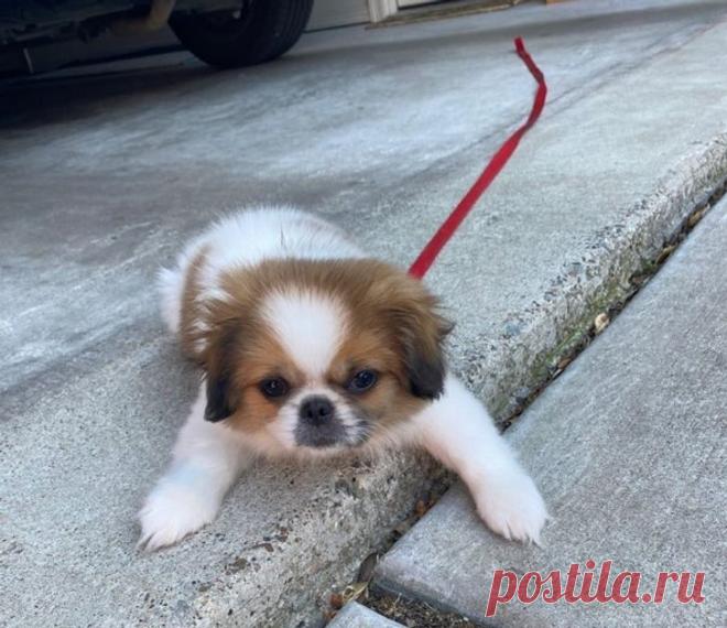 Щенки, способные покорить ваше сердце за долю секунды