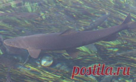 Самая опасная рыба российских рек - Don't Panic Magazine - 30 апреля - 43008406999 - Медиаплатформа МирТесен Наиболее опасная рыба российских водоемов не имеет ни острых зубов, ни огромных размеров. акбалык, «белая рыба», опасна другим: она содержит яд, похожий на яд рыбы фугу. Маринки, акбалык и схизоторакс — все это название одной и той же рыбы. Водится она преимущественно в реках и озерах ближе к - 30 апреля - 43008406999 - Медиаплатформа МирТесен