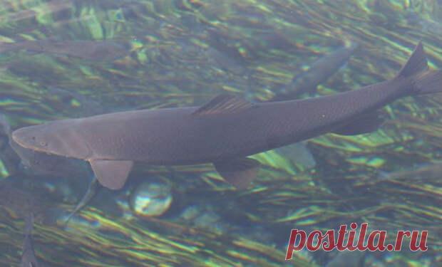 Самая опасная рыба российских рек - Don't Panic Magazine - 30 апреля - 43008406999 - Медиаплатформа МирТесен Наиболее опасная рыба российских водоемов не имеет ни острых зубов, ни огромных размеров. акбалык, «белая рыба», опасна другим: она содержит яд, похожий на яд рыбы фугу. Маринки, акбалык и схизоторакс — все это название одной и той же рыбы. Водится она преимущественно в реках и озерах ближе к - 30 апреля - 43008406999 - Медиаплатформа МирТесен