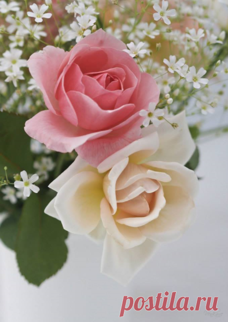 ♥★ If I had a rose for every time I thought of you, I’d be picking roses for a lifetime.
– Swedish Proverb