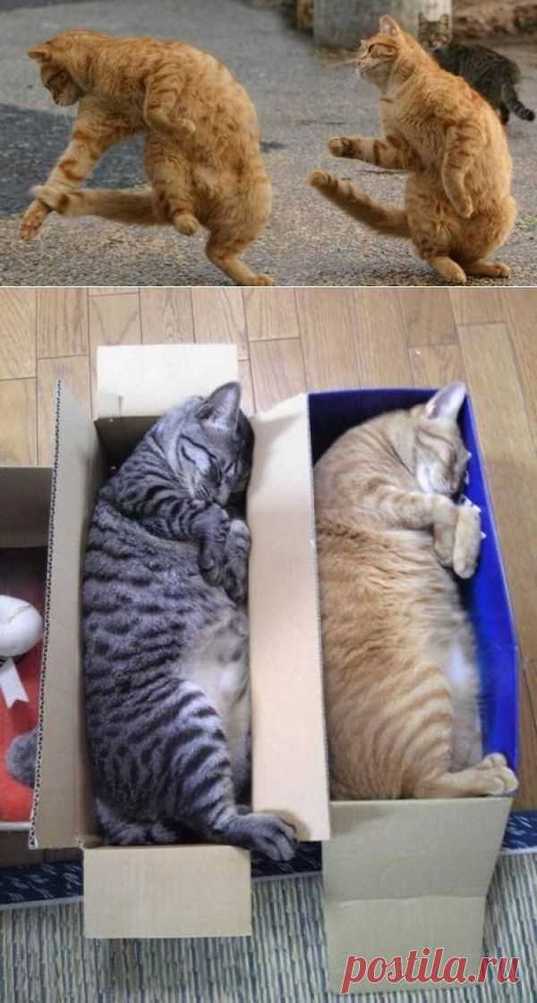 Конкретно синхронные коте