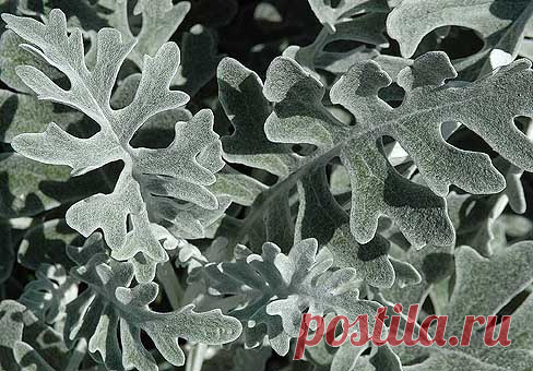 Цинерария (Cineraria)