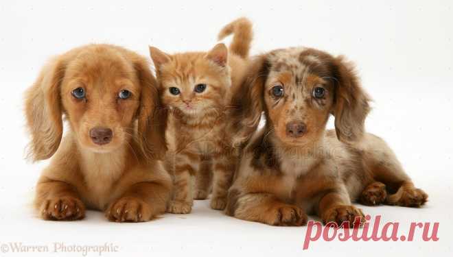 Pets: Dachshund pups and ginger kitten photo - WP13581