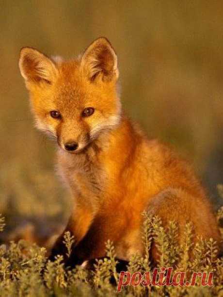 Еще ребенок лисички