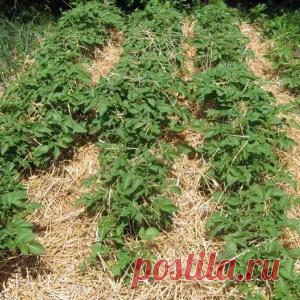 КАК САЖАТЬ КАРТОФЕЛЬ ПОД СОЛОМУ: КАК И ЗАЧЕМ?