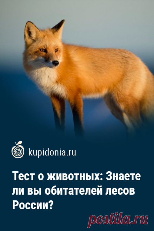Тест о животных: Знаете ли вы обитателей лесов России?. Интересный познавательный тест с вопросами о животных, живущих в лесах России. Сможете ли вы ответить правильно на его вопросы? Проверьте свои знания по этой теме!
