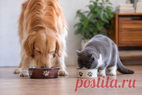 🐶🐱 Правильный корм — это не просто любимый вкус питомца и красивая упаковка. Рацион должен учитывать возраст, вес, активность и особенности здоровья животного.

Разбираемся, как подобрать питание для щенков, котят и пожилых питомцев, контролировать вес и когда без ветеринара не обойтись. ❤️

#Питомцы #Собаки #Кошки #КормДляЖивотных   #ЗдоровьеПитомцев 
Изображение от ChatGPT