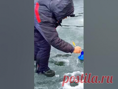 Первая щука на жерлицы в этом сезоне! Рыбалка не порадовала трофеями, зато порадовала количеством поклевок. Набегался от души! )))
