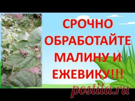 СРОЧНО ОБРАБОТАЙТЕ так МАЛИНУ И ЕЖЕВИКУ ОТ ВРЕДИТЕЛЕЙ. Выращивание малины и ежевики.