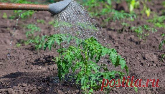 Перекись водорода для рассады: как развести и подкормить
