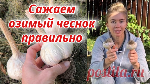 Пора сажать ОЗИМЫЙ ЧЕСНОК 🧄 Правила посадки для отличного урожая | Волшебная грядка Марины Шевляковой | Дзен
