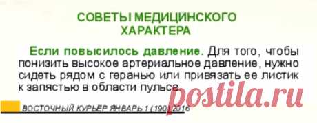 Если повысилось давление поможет герань