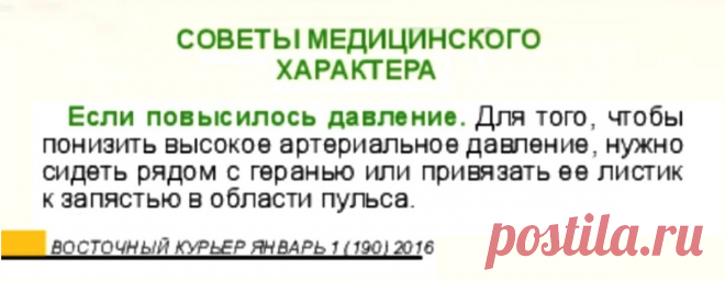 Если повысилось давление поможет герань