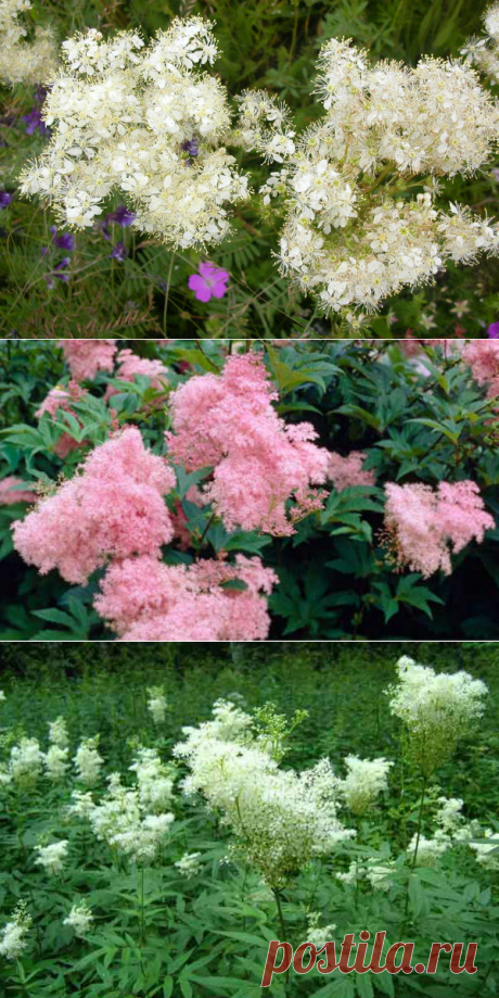 Лабазник лечебные свойства и противопоказания, отвар, настой, масло, мазь — Здоровое питание и фитнес