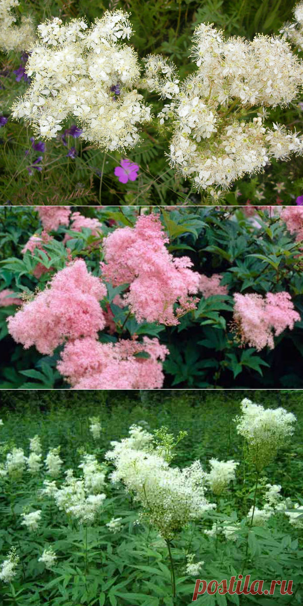 Лабазник лечебные свойства и противопоказания, отвар, настой, масло, мазь — Здоровое питание и фитнес