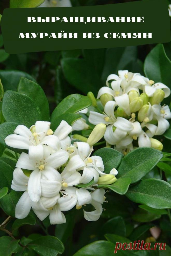 выращивание мурайи из семян
