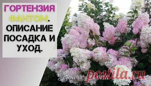 Самая роскошная гортензия метельчатая Ванилла Фрейз у меня в саду. Сорта гортензии. - поиск Яндекса по видео